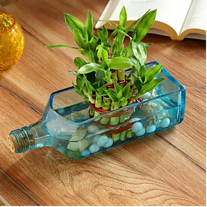 Bombay Sapphire Bottle Planter | Glass Bottle Hanging Planter, Ideal For Terrace And Home Garden, Indoor & Outdoor Plants